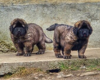 Leonberger s PP - 3