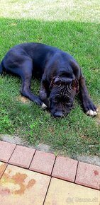 Cane Corso s PP šteniatka - 3