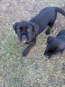 Predám šteniatka Cane Corso - 3