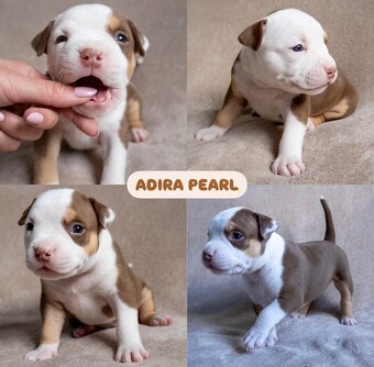 American bully s pp - 3