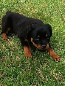 Rotvajler , Rottweiler- psík. - 3