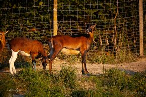 Predám podielovú muflónku 75% Muflón x 25% Kamerúnska ovca - 3