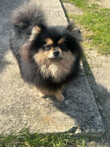 Pomeranian fenka - 3