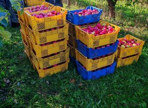 Jablká na kvas 0,25€kg Jonagored so sadu - 3