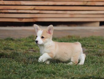 Welsh corgi pembroke sučka - 3