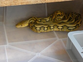 Python molurus/ reticulatus - 3