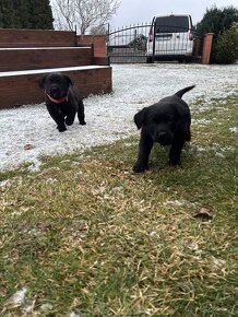 Šteniatko labrador & zlatý retriver - 3