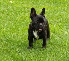 Francúzsky buldoček s PP/French bulldog - 3