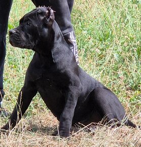 Cane Corso s PP - 3