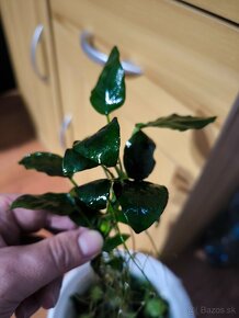 Anubias nana - 3