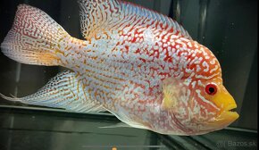 Flowerhorn Fireman s dream Kamfa - 3