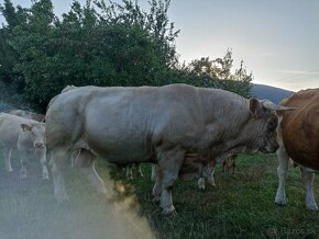 Charolais - 3