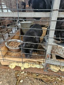 Cane Corso - 3