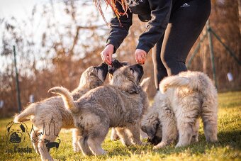 Kaukazský ovčiak - Kaukazak - Caucasian shepherd dog -FCI PP - 3