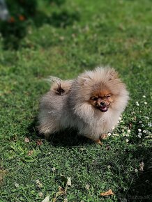 Pomeranian - 3