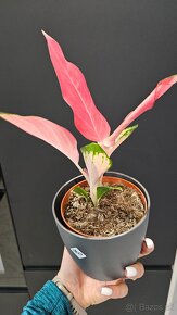 Aglaonema pink star - nadherna unikatna izbova rastlina - 3