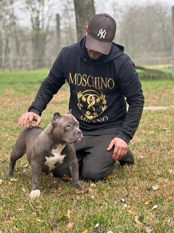 American Bully Pocket - 3