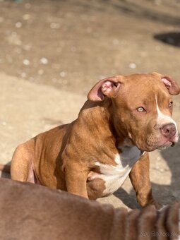 American Bully - 3