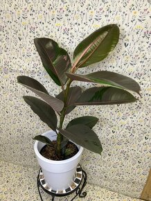 Ficus Elastica pink camouflage - 3