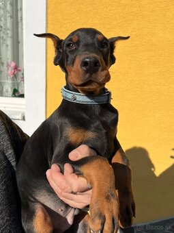 DOBERMAN ŠTENIATKA S FCI P.P - 3