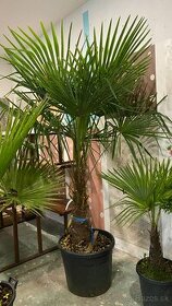 Mrazuvzdorná Palma Trachycarpus Fortunei - 3