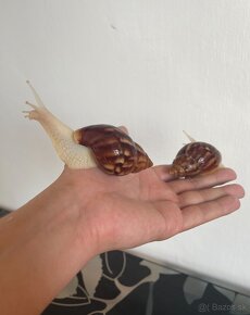 Achatina (Africký slimák) albino body - 3