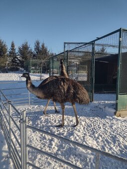 Vajcia emu hnedý - 3