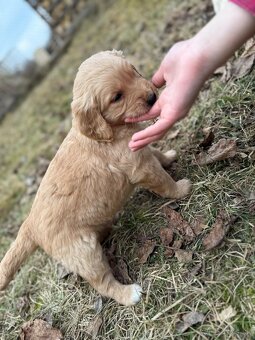 Zlatý Retriever - 3