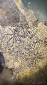 Poecilotheria subfusca lowland - 3