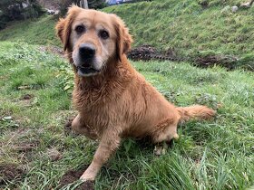 Zlaty retriever - 3