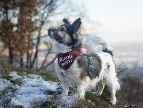 Balder hľadá milujúci domov. - 3