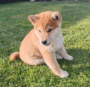 Shiba inu psýk s PP - 3