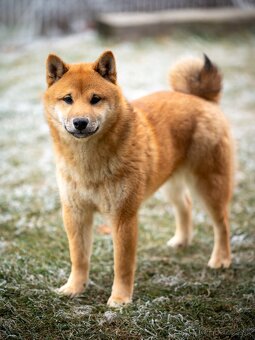 Shiba inu - 3