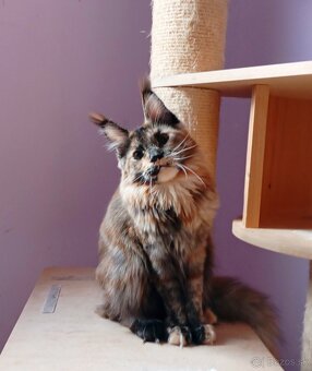 Maine Coon s PP - 3