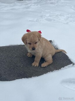 Šteniatka labradorského retrievera na predaj - 3