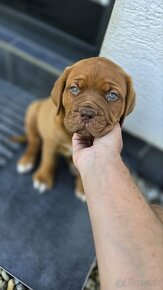 Bordeauxská doga, Dogue De Bordeaux - 3