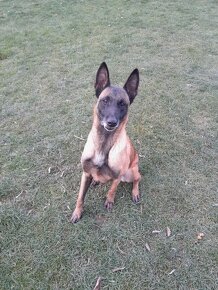 Belgický ovčiak malinois - 3