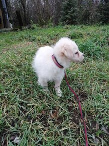 golden/zlaty retriever x labrador - 3