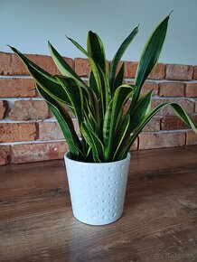 Sansevieria - 3