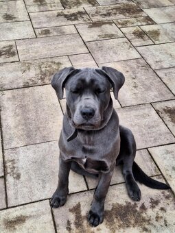 Cane corso - 3