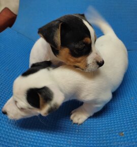 Jack russel terier - 3