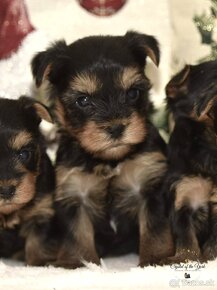 YORKSHIRE TERRIER s PP rodokmenom - yorkshirsky terier - 3