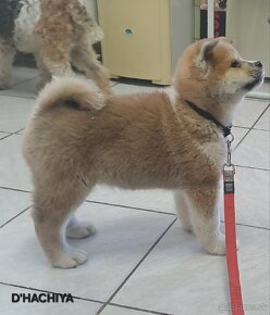 Akita inu s PP - 3