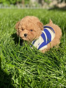 ❤️ Mini premium poochon / bischpoo steniatko - 3