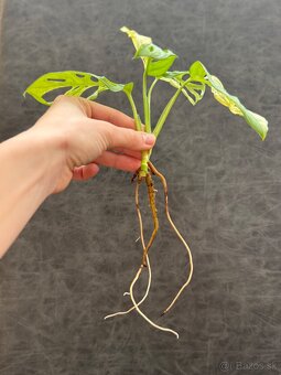 Monstera adansonii variegata - 3