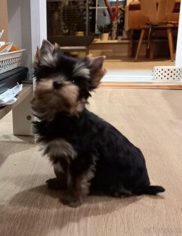 YORKSHIRE TERRIER  - psík s PP - 3