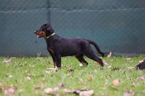 Beauceron s PP - 3