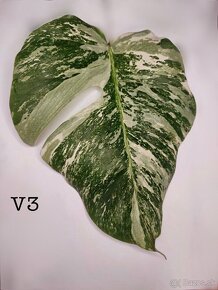 Monstera Albo Variegata - 3