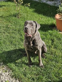 Cane corso - 3