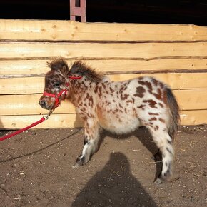 Žrebec mini shetland pony  "PEPE" - 3